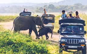 Wildlife & Safari